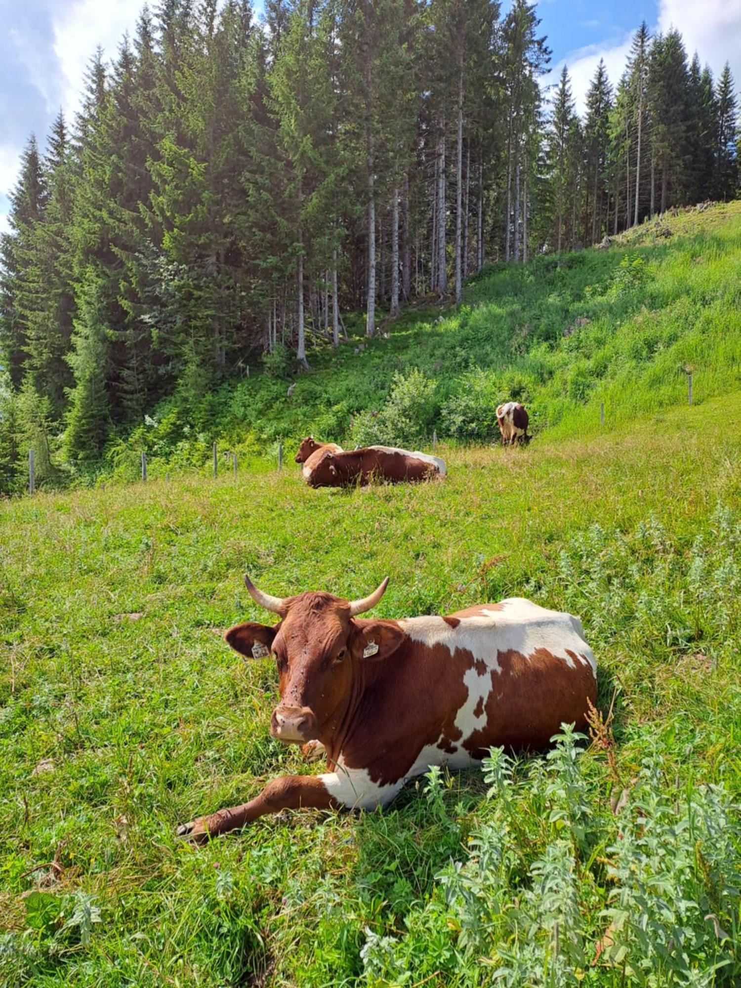 Berggasthof Hoellenstein Wagrain Esterno foto